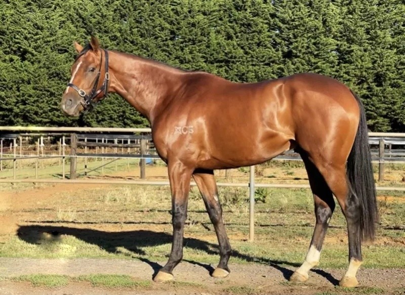 澳門今晚開特馬四不像圖——深度解讀澳門賽馬文化，澳門賽馬文化深度解讀，特馬四不像圖揭示澳門賽馬之夜