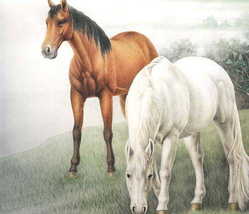 奧門今晚特馬四不像生肖圖的神秘面紗，揭秘澳門今晚特馬四不像生肖圖的神秘面紗