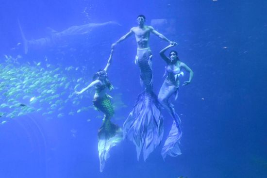 澳門美人魚，神秘魅力與傳奇故事，澳門神秘美人魚，魅力傳奇與故事探秘